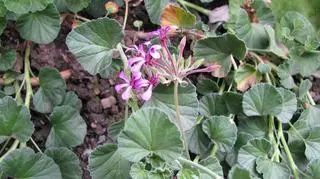 Pelargonia afrykańska - kwiaty, krzew.