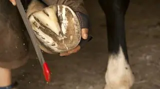 Kopyto końskie podczas tarnikowania