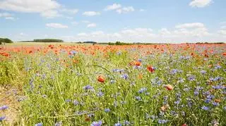 Pogoda na środę. Gdzie spadnie deszcz? 