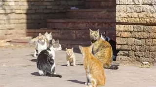 Stado dzikich kotów na ulicy