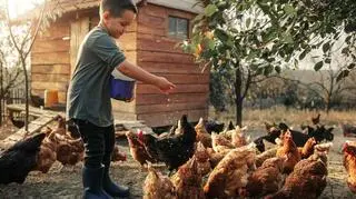 Ptasia grypa, kury, dziecko