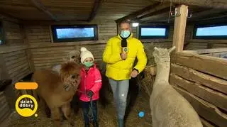 Mała Helenka i jej urocze alpaki. Jak futrzani przyjaciele wpływają na samopoczucie człowieka?