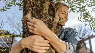 Brzoza, dąb i świerk, czyli drzewa, do których warto się przytulić. Co daje sylwoterapia?