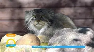 Poznań. Manul, który uciekł z zoo został odnaleziony