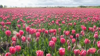 Pola różowych tulipanów