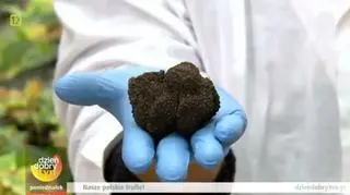 Kapryśna panienka - trufla