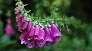 Naparstnica purpurowa