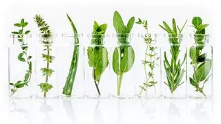 Świeże zioła w szklanych słoikach