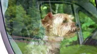 Zostawianie dzieci i zwierząt w nagrzanym aucie śmiertelnie niebezpieczne