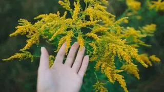 Nawłoć kanadyjska - uprawa, właściwości lecznicze