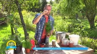 Kokedama – japońska kula z mchu. Jak ją zrobić?