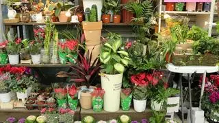 Kwiatki w doniczkach