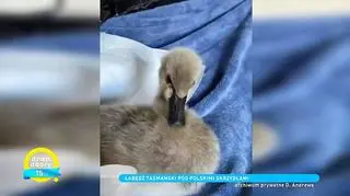 Łabędź zwierzęciem domowym? Ta historia pokazuje, że to możliwe