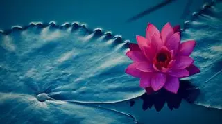 Rośliny wodne, różowy kwiat w wodzie 