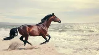 Koń w ruchu na plaży