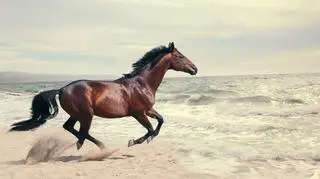 Koń w ruchu na plaży