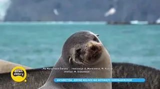 Antarktyda – czysta, piękna i bez koronawirusa