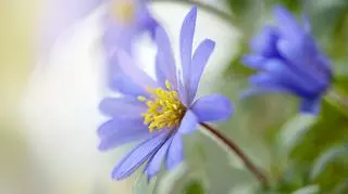 Niebieski kwiat w przybliżeniu