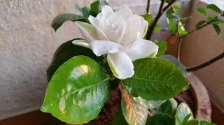 Gardenia 