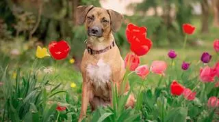 Jak wybrać mokrą karmę dla psa? Co jest ważne?