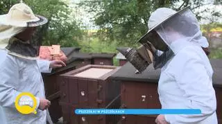 Pszczoły w Pszczółkach, czyli wielopokoleniowa tradycja rodziny Danielczyków
