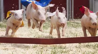 Wyścig świnek w strojach superbohaterów