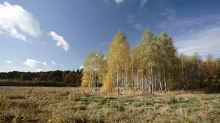 Brzozy rosnące przy lesie