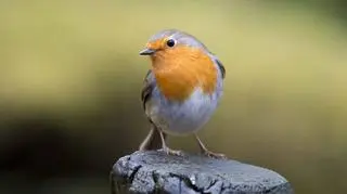 rudzik 