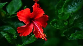 Czerwony hibiskus