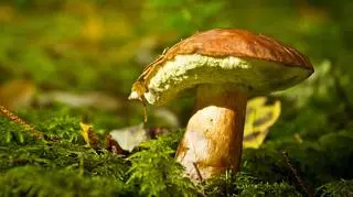 Podgrzybek – kiedy, jak i gdzie go szukać