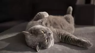 leniwy kot