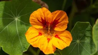 Nasturcja - czy jej owoce są jadalne? Właściwości | Dzień Dobry TVN