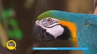 Jak to jest mieszkać z papugą? "Rano wita mnie, mówiąc: żabciu"