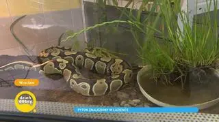 Pyton znaleziony w toalecie przeraził mieszkańców wrocławskiego mieszkania