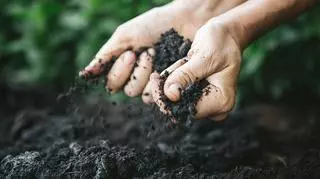 Wapnowanie gleby
