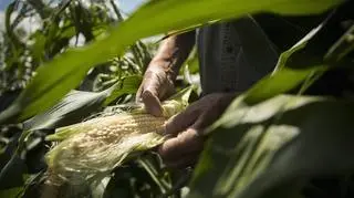 Mężczynza, który trzyma kolbę kukurydzy