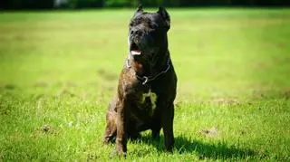 Bandog