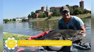 Wyłowił gigantycznego suma. "Każda duża ryba powinna być traktowana jak pomnik przyrody"