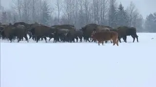 Podlaska krowa słynna na cały świat :)