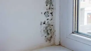 Grzyb na ścianie obok okna