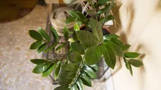 Zamiokulkas zamiolistny