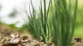 Szalotka jak ją uprawiać. Czy cebula dymka może być zastąpiona szalotką