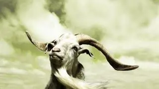 Znak Zodiaku - Baran