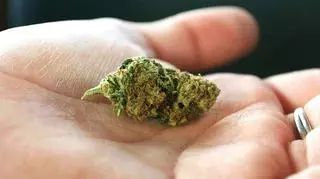 Marihuana na dłoni