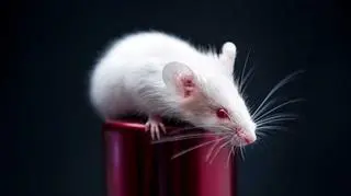 Lab Rescue - emerytura dla zwierząt laboratoryjnych