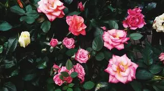 Róże pnące, czyli feeria barw w Twoim ogrodzie. Jak je hodować?