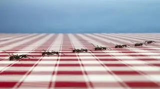 Domowe sposoby na mrówki - w ogrodzie i w domu