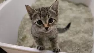 mały kotek w kuwecie