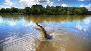 krokodyl, sen, sennik