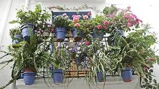 Jakie wybrać kwiaty na bardzo słoneczny balkon?